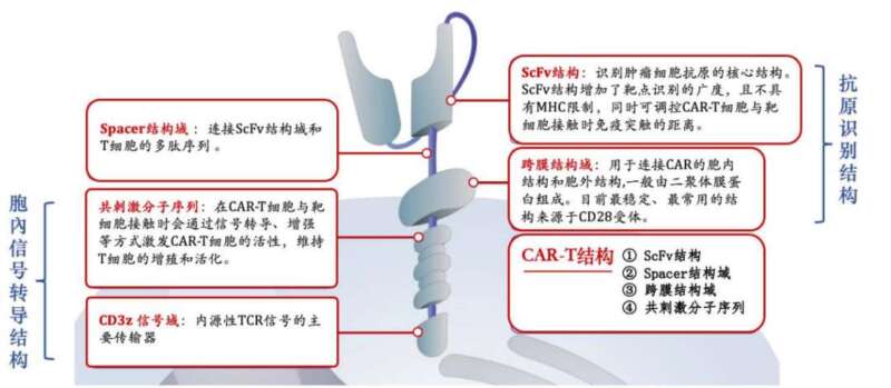 CAR-T简史：中国创业药的关键战场